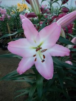 [4185 Highbury VZ No102.JPG]